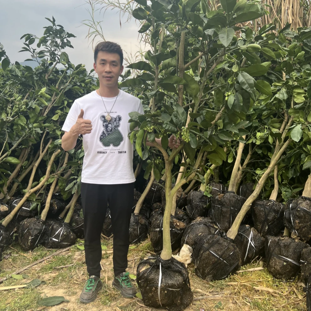 顺丰包邮【家庭必种果树】红宝石青柚苗果树苗四季种植1