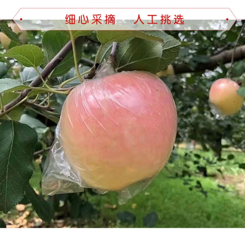 头茬 陕西高山红富士苹果5-10斤新鲜水果当季现摘苹果脆甜多汁