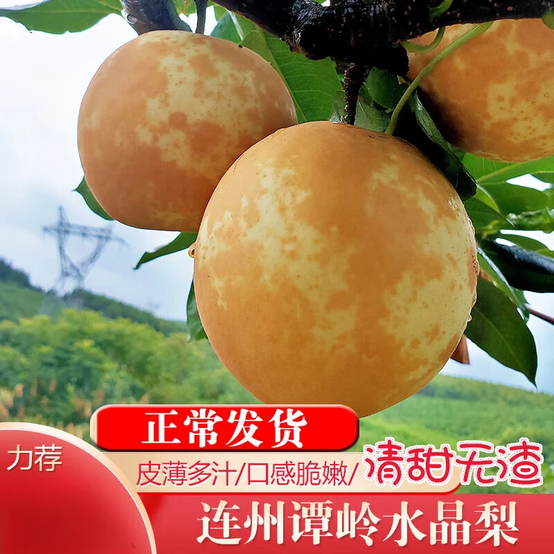 连州潭岭水晶梨 广东清远高山脆冠梨翠冠梨黄金梨子十斤水果礼盒