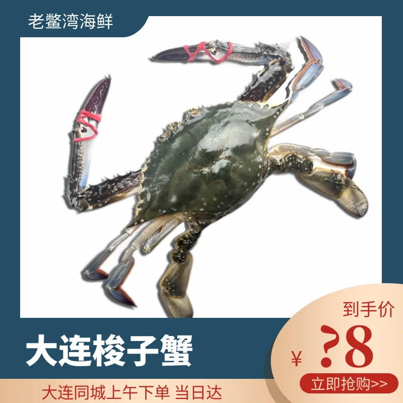 【顺丰发货】大连本地全母梭子蟹飞蟹三斤起拍 保鲜保肥不保活