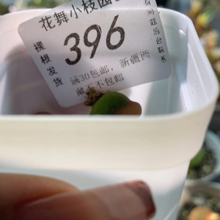 396风玲11111111111111