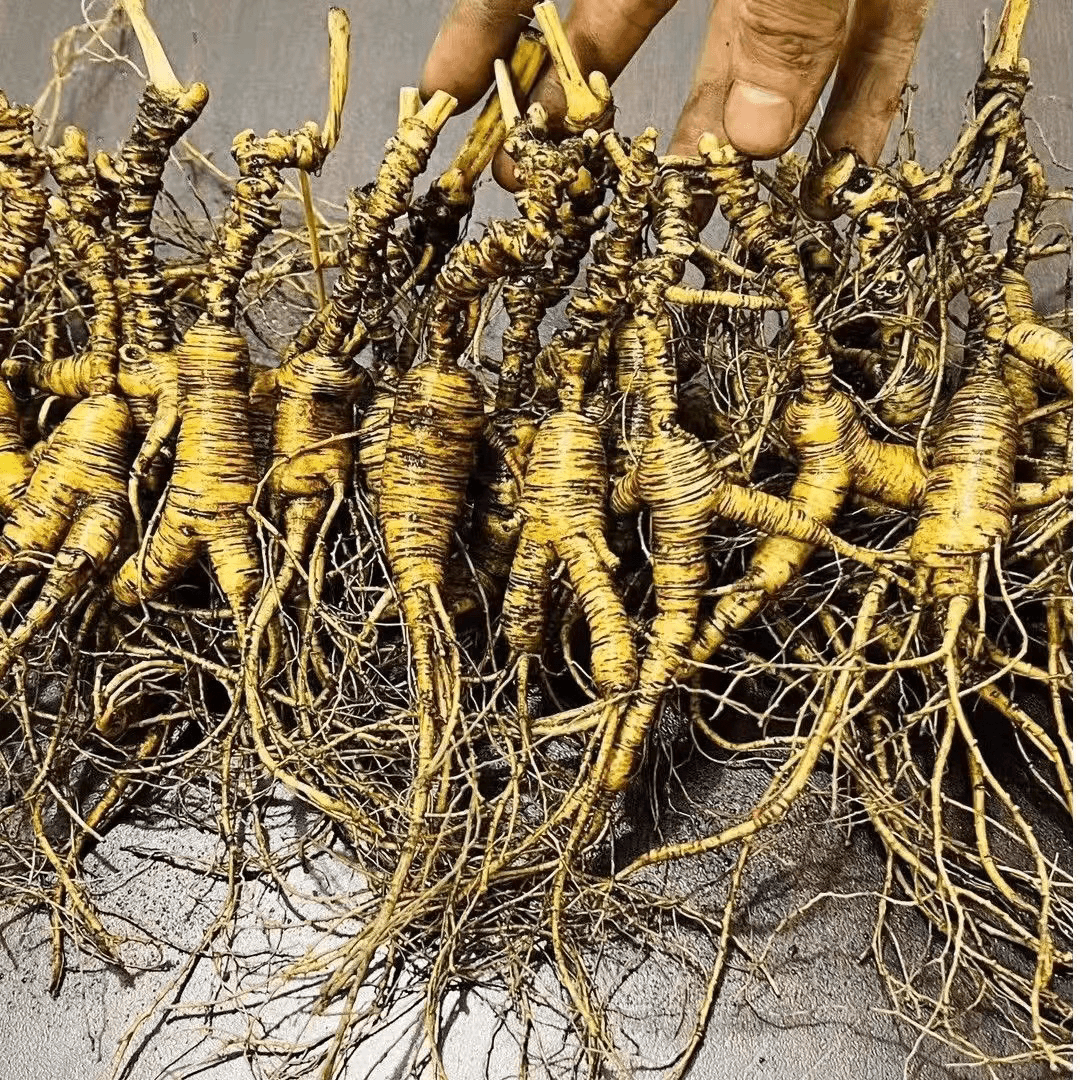 长白山高年头人参~实物直播间截图