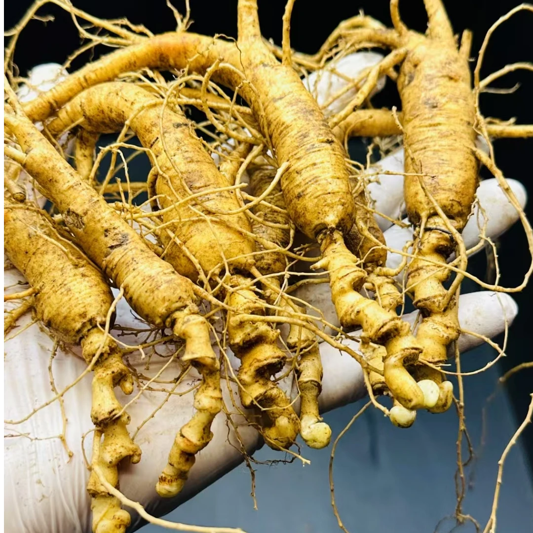 长白山新鲜人参新鲜采挖炖鸡泡酒煲汤双11