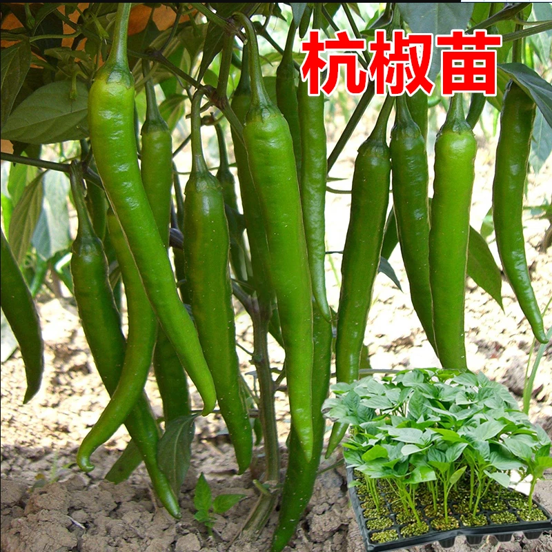 螺丝椒苗辣椒苗子尖椒苗线椒苗薄皮椒苗方椒苗甜椒苗