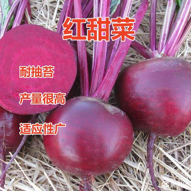 红甜菜根种子紫菜头春秋播种高产甜菜种子农家老品种蔬菜种子