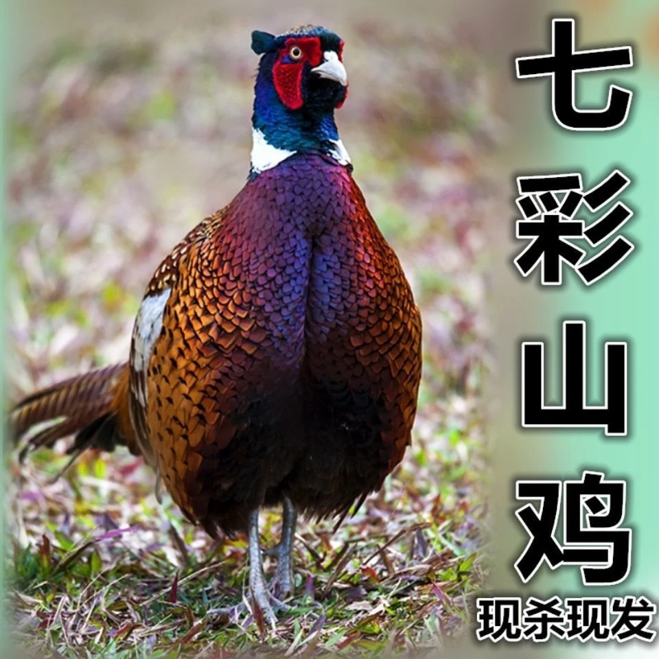 （粉丝福利2）七彩山鸡 新鲜正宗 现宰现发