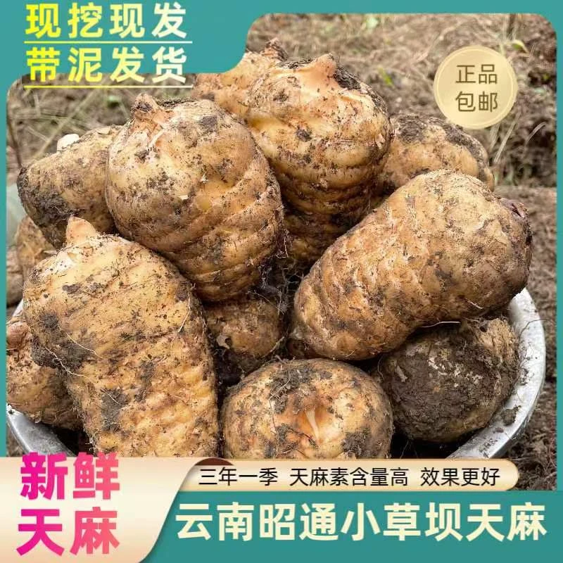 正宗云南昭通小草坝乌天麻现挖现发带泥发货假一赔十