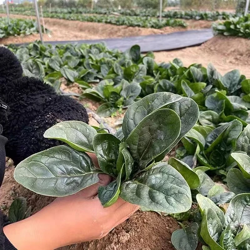 【现采摘】露天种植菠菜 红根菠菜 圆叶菠菜 河南农家种植 鲜嫩爽口