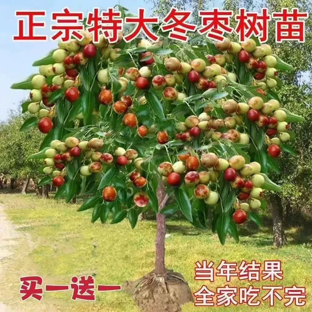 枣树活苗特大枣树苗超甜冬枣苗树果树种植北方耐寒果苗树苗带土
