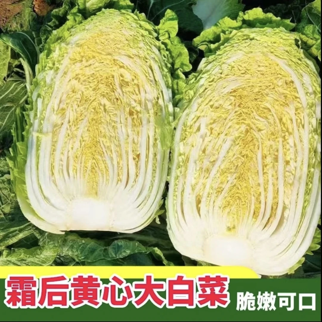 贵州高原黄心大白菜清甜火锅应季新鲜农家自种现砍现发露天爽口