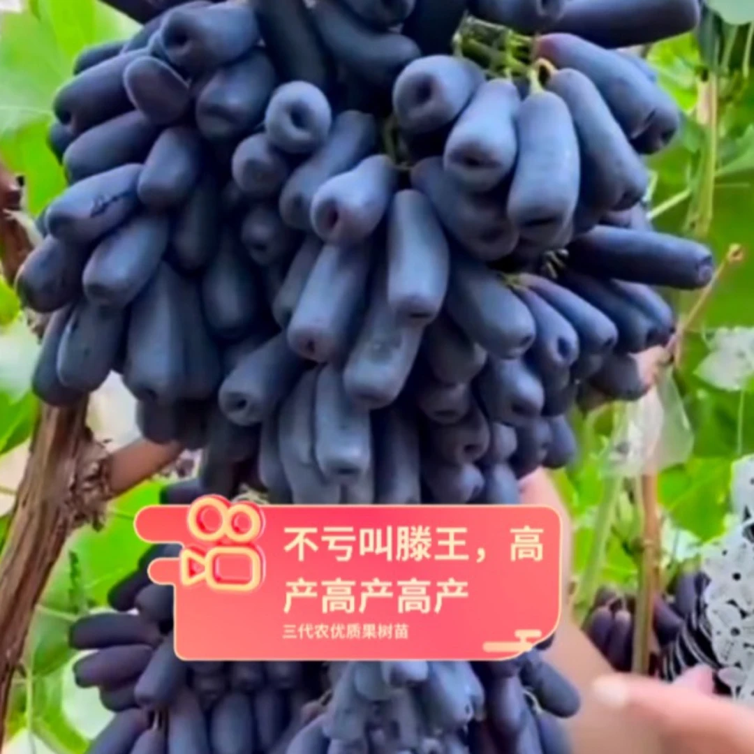 滕王葡萄树苗,口感纯甜无酸,抗严寒耐高温!