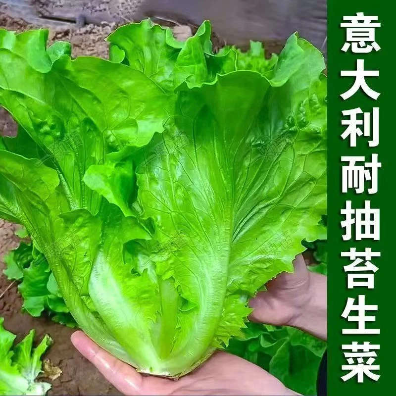 农家自种意大利生菜爽脆可口回味干甜现摘现发