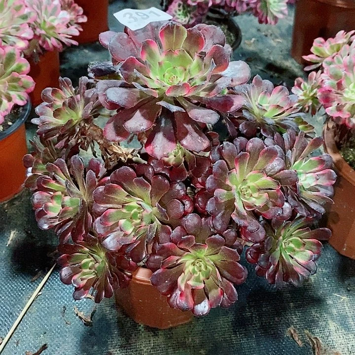 红金刚391炖肉11111