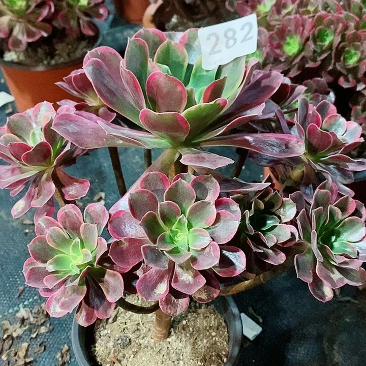 金丝鹊282多肉111111