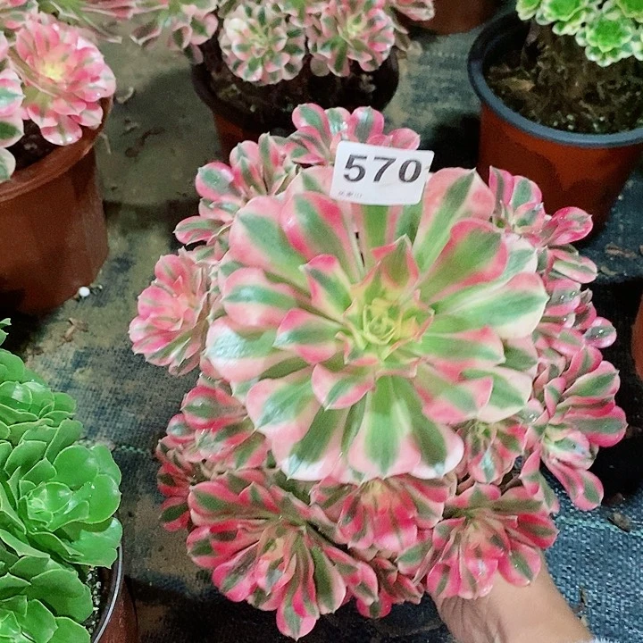 粉女巫570多肉11111