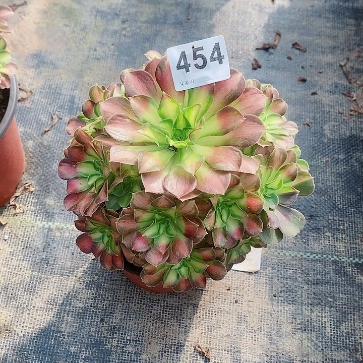 韶华454多肉1111