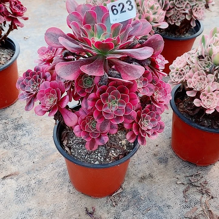 美杜莎623多肉1111