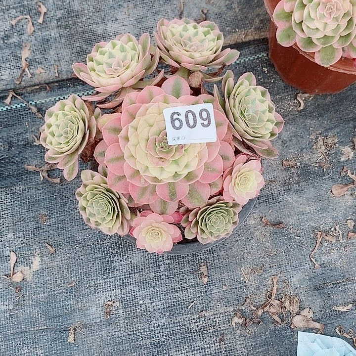 倾城609多肉1111