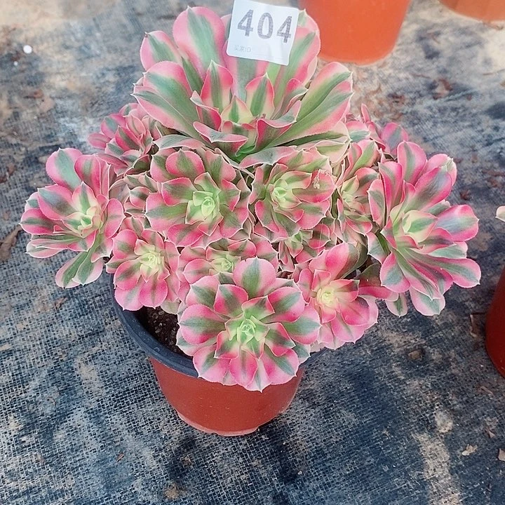 粉女巫404多肉1111