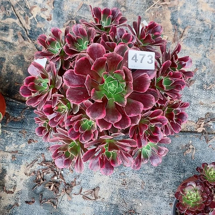 金丝鹊473多肉1111