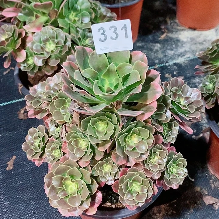 香妃331多肉11111