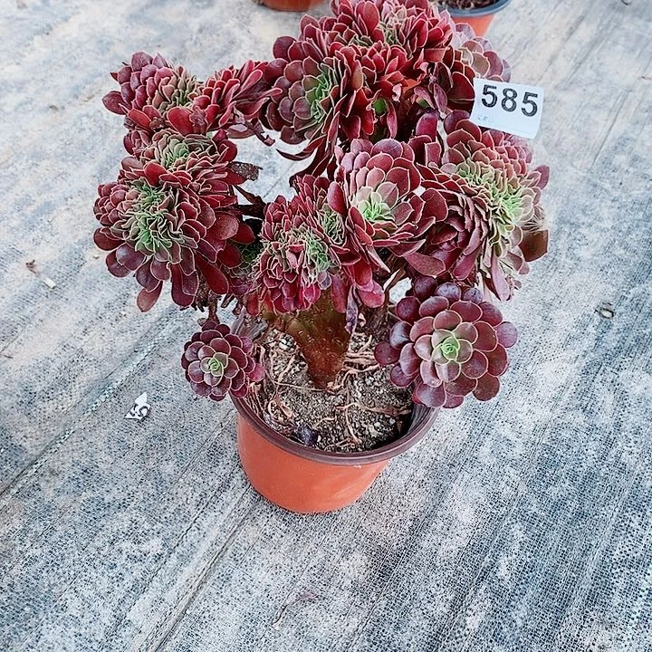 欧紫缀585多肉1111