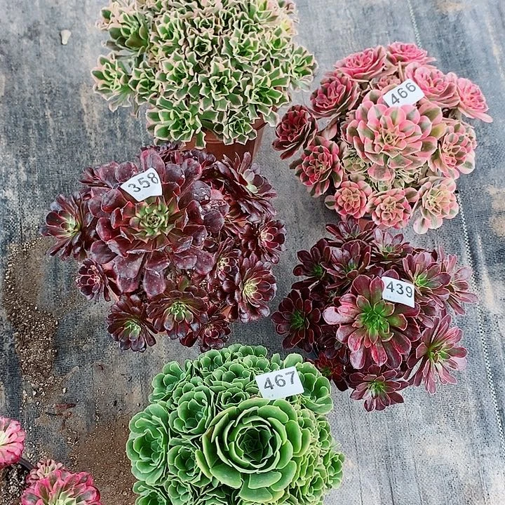 组合382466358439467多肉1111