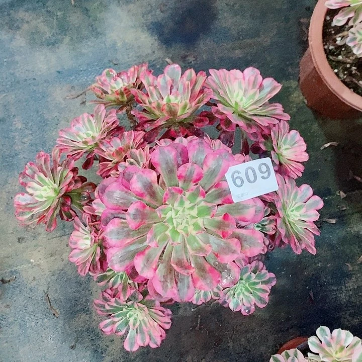 红铜白609多肉1111