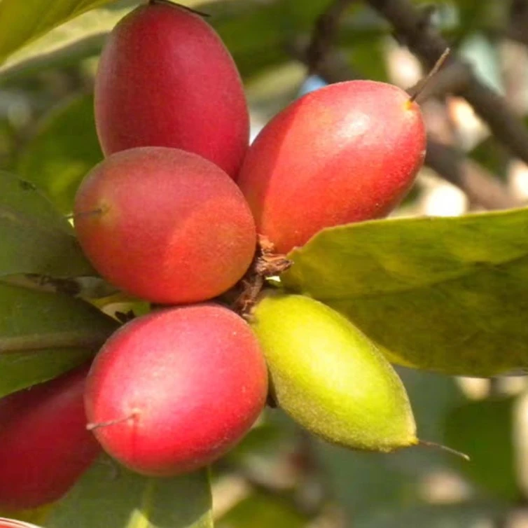 神秘果树七年苗当年开花结果变酸变甜果多年生