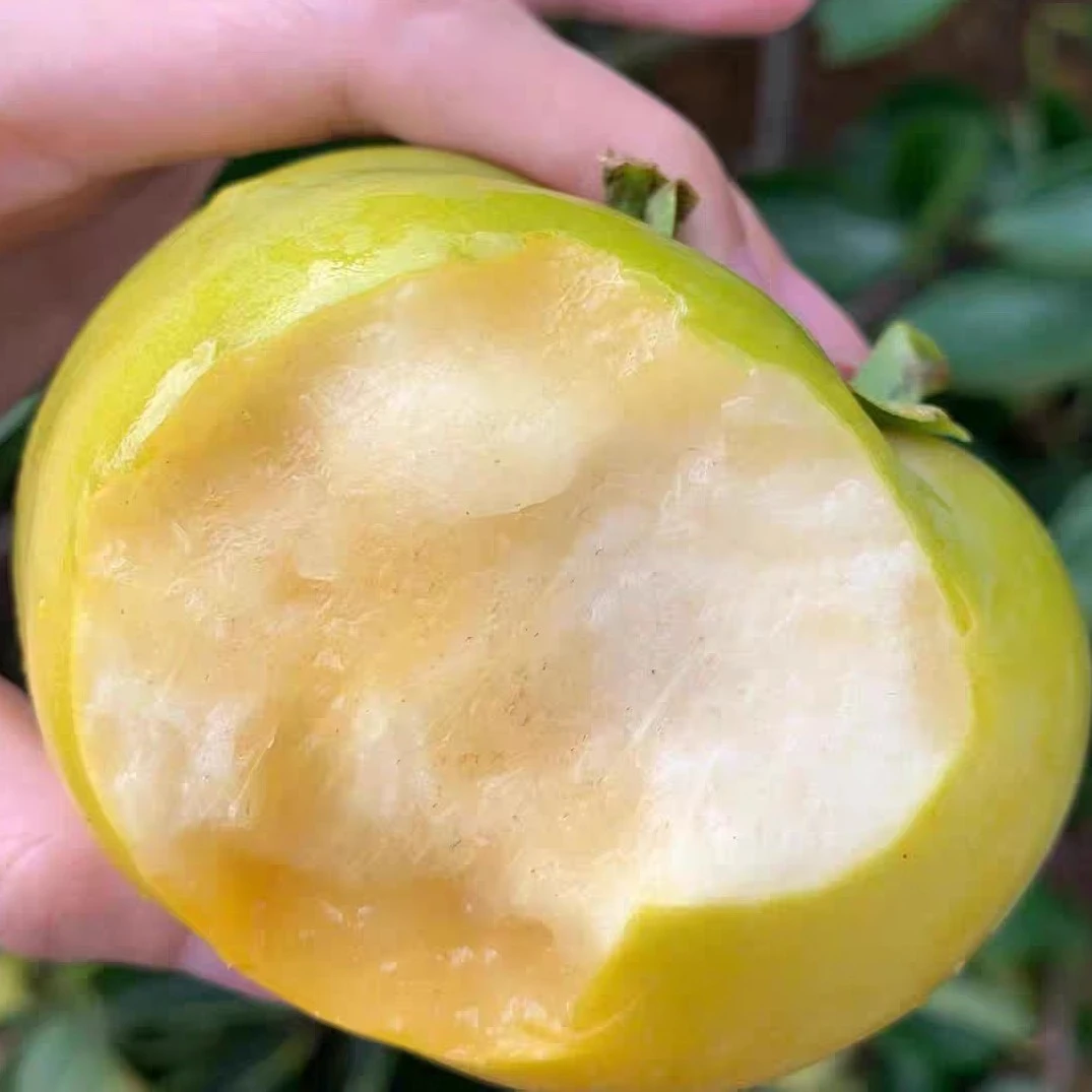甜柿子地栽盆栽多年生种植