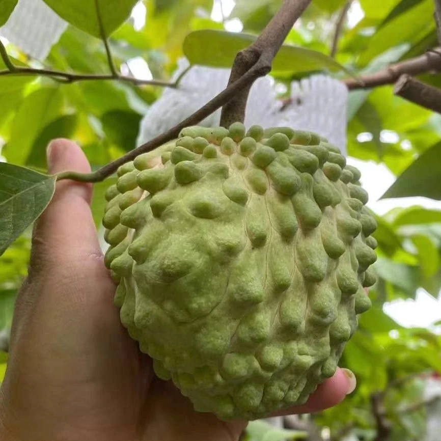 凤梨释迦果树嫁接释迦苗多年生地栽盆栽