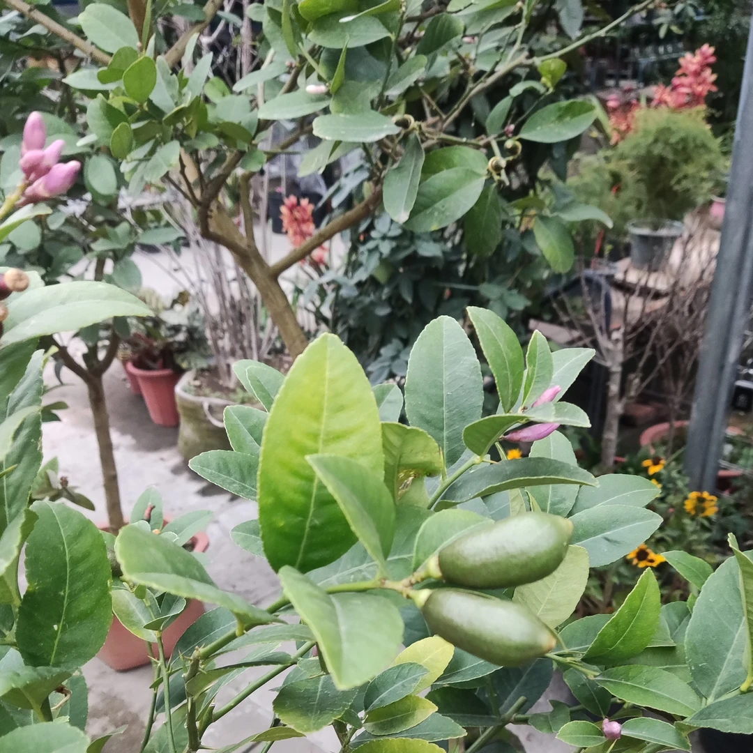 果树地栽盆栽临时链接改价格发货一物一拍链接