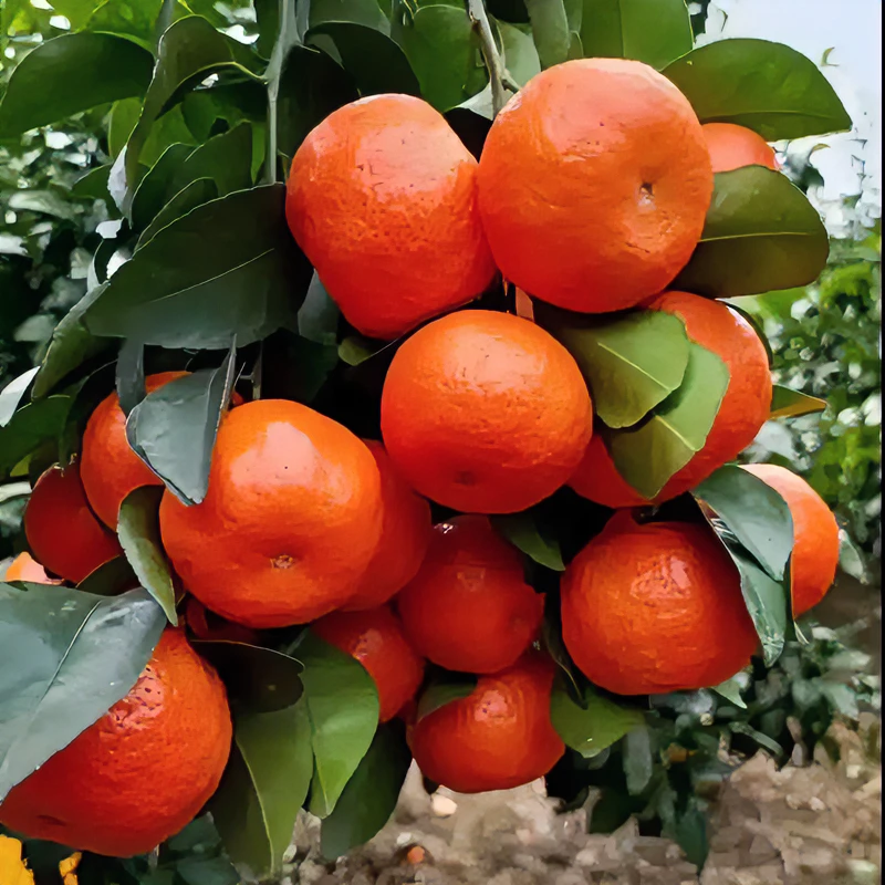 新品种沙糖桔树苗庭院种植橘子树苗柑桔果树果苗嫁接砂糖橘柑橘苗