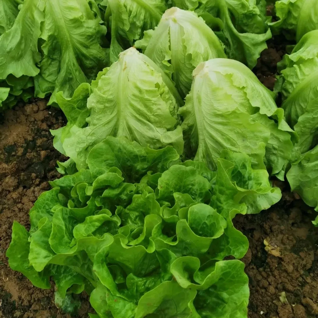 精品意大利生菜种子种植简单耐热育苗耐寒育苗播种