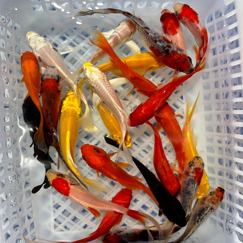 直播13号观赏鱼锦鲤鱼金鱼锦鲫鱼冷水红草金养殖鱼苗耐活小鱼活体