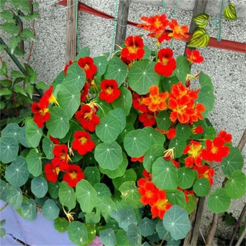 旱金莲旱荷花垂吊爬藤植物室内外阳台盆栽四季爬藤花卉