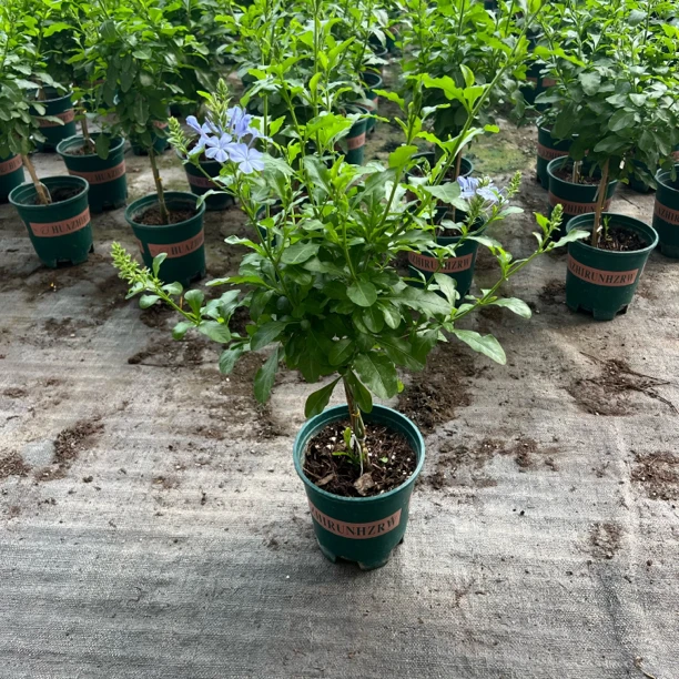 蓝雪花盆栽大苗阳台耐热爬藤花卉棒棒糖带花苞植物兰红耐晒