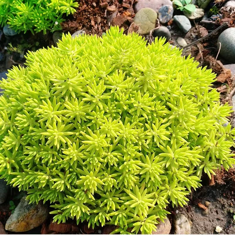 【黄金佛甲草】地被绿植屋顶绿化庭园草坪耐寒四季常绿中华景天盆栽