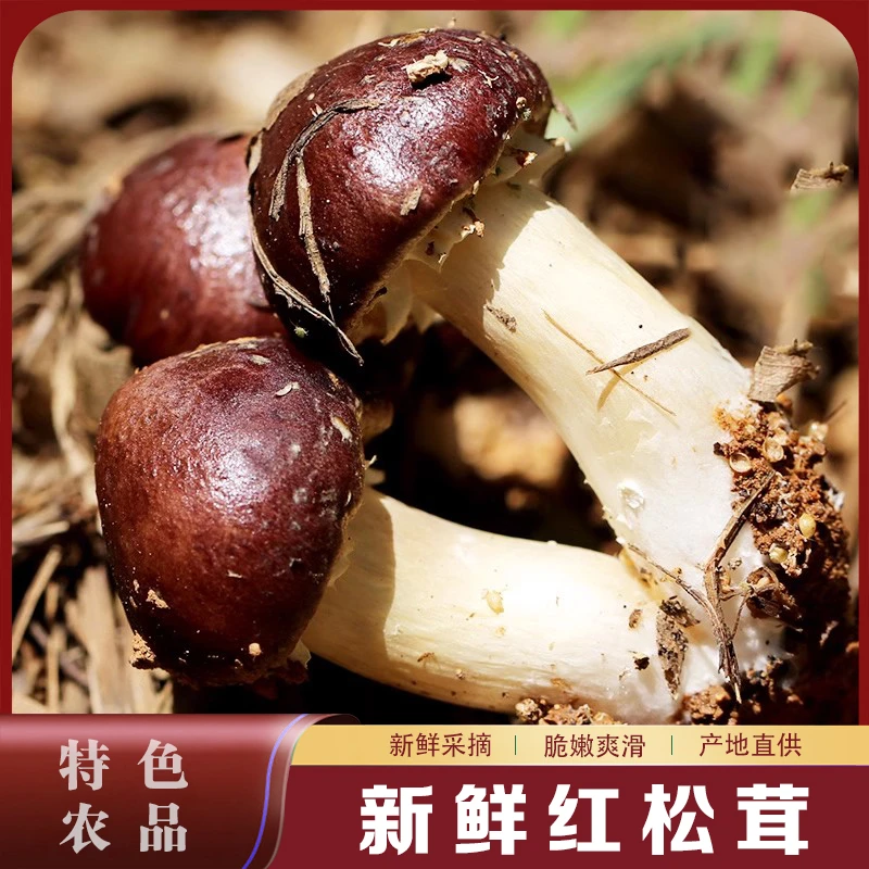 红松茸菇新鲜赤松茸大球盖菇深山红姬松茸煲汤菌菇现采现发包邮