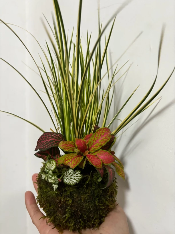花草植物盆栽室内茶几办公桌菖蒲苔藓球绿植苔藓球