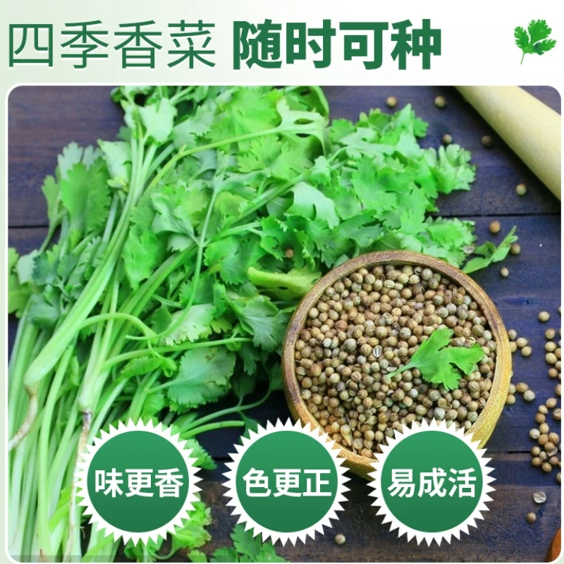 【30天速成】四季香菜种子，给它一块土，三十天速成香菜！