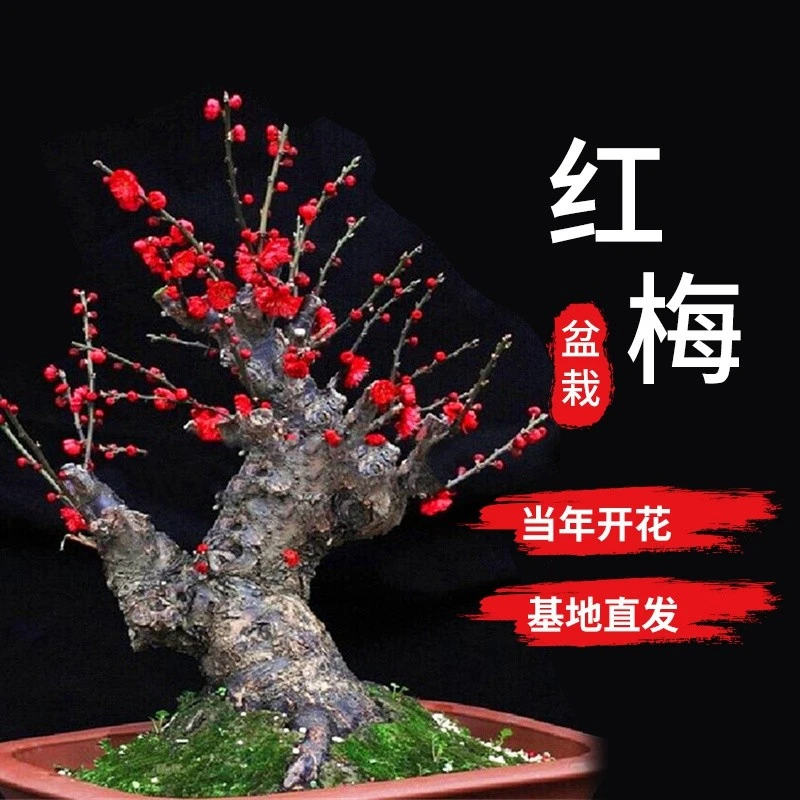 【直播间专属】带花苞 精品红梅老桩庭院阳台可种耐寒耐旱四季浓香