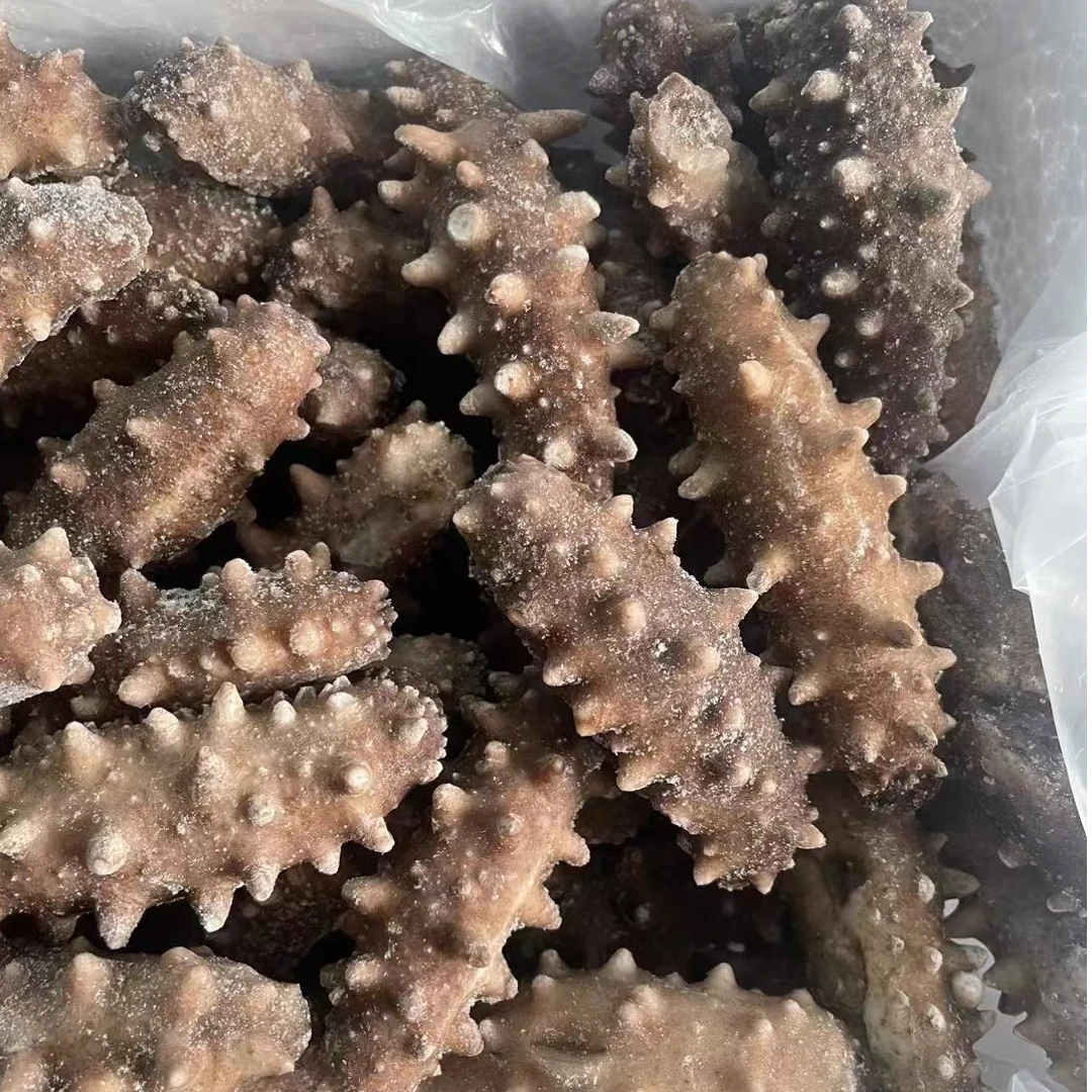 【15-20头每斤】即食威海本地国产海参+参鲍汁厂家直销刺参顺丰包邮