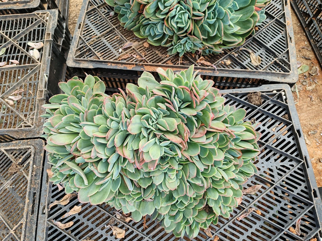 地栽绮罗缀化（一单包邮）