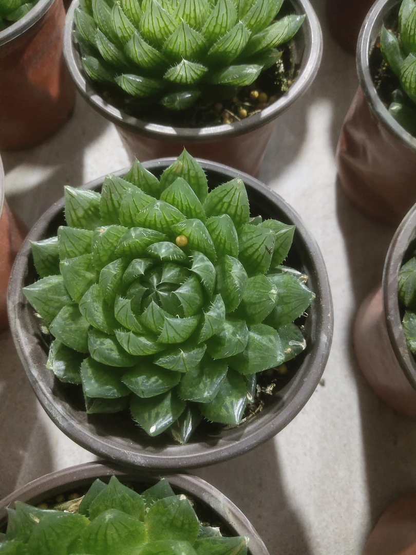 120爆盆玉露樱水晶(拍一发二)