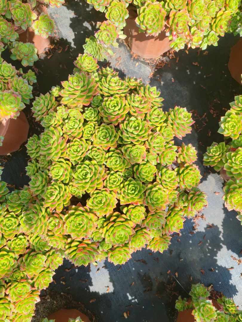 盆栽老桩蒂亚冠幅30厘米