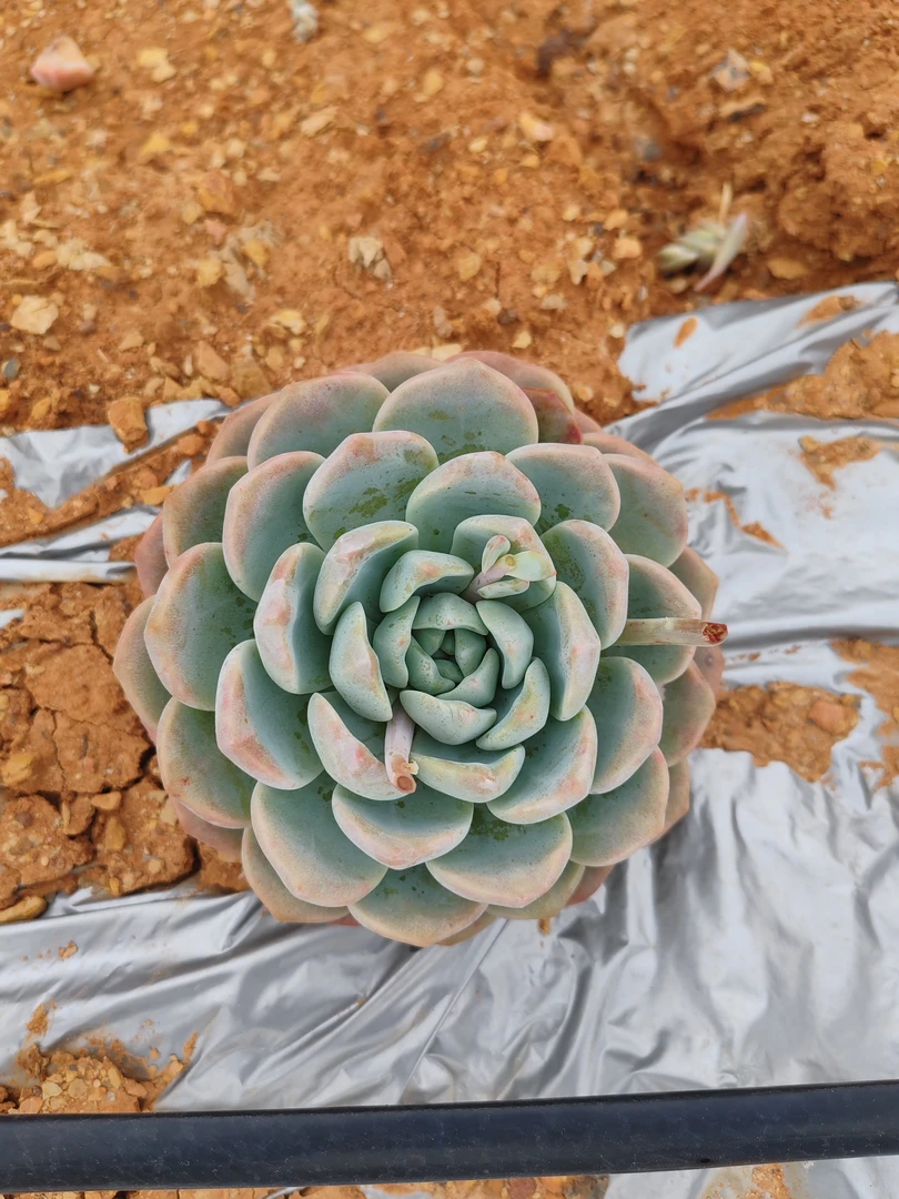 地栽冰玉一单包邮（拍一发三）