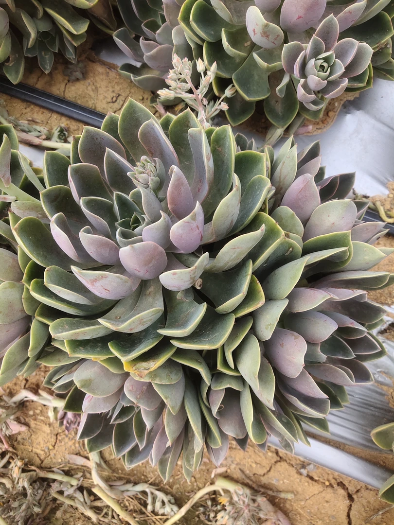 地栽琼斯断枝（一单包邮）