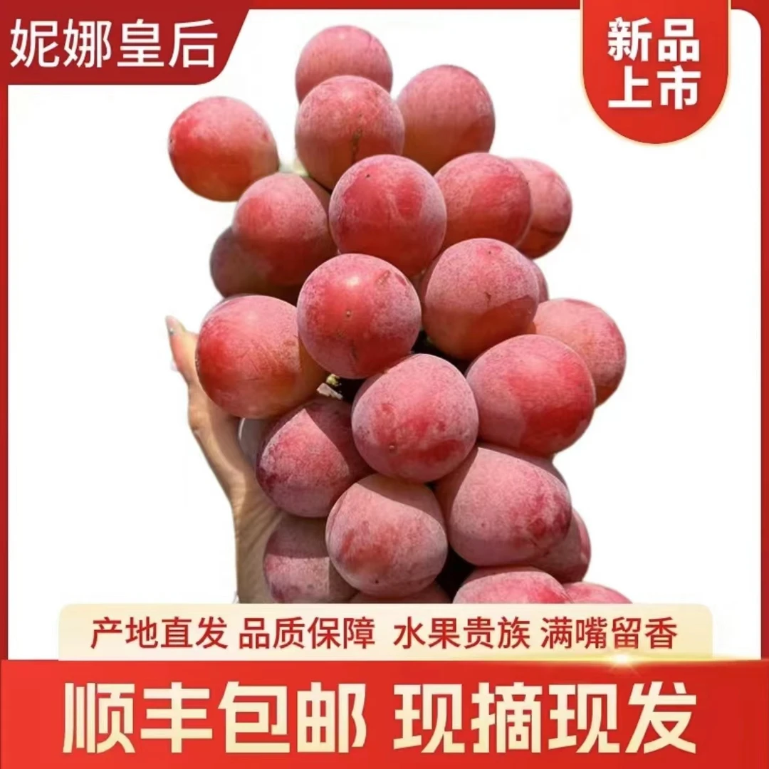 大理宾川妮娜皇后葡萄鲜嫩多汁新鲜饱满