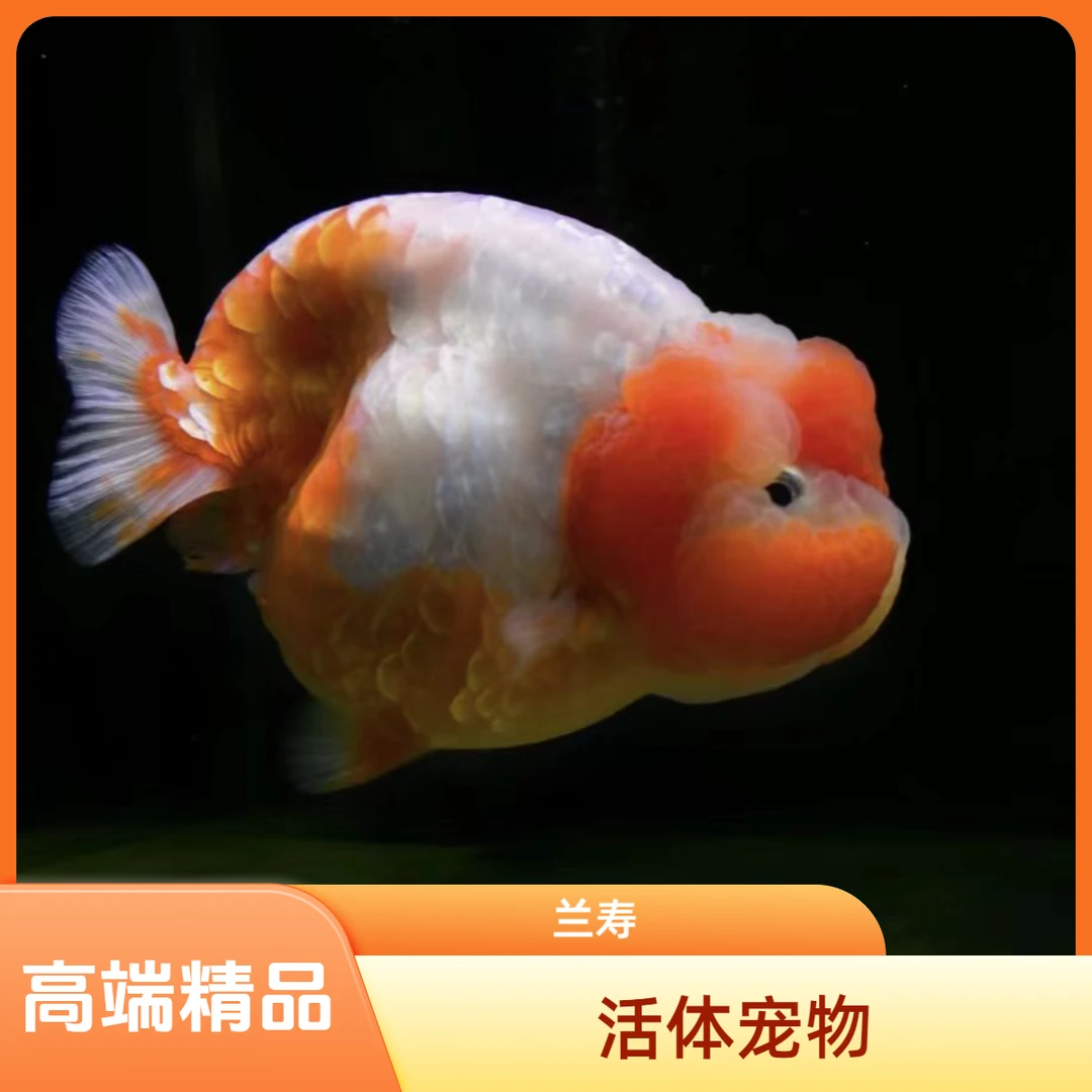 【直播选鱼-请勿私拍】锦悠精品兰寿小型饲养混养活体发货